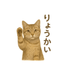 ふてかわ猫のスタンプ生活（個別スタンプ：2）