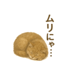 ふてかわ猫のスタンプ生活（個別スタンプ：3）