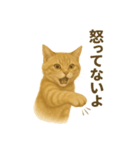 ふてかわ猫のスタンプ生活（個別スタンプ：9）