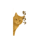 ふてかわ猫のスタンプ生活（個別スタンプ：16）