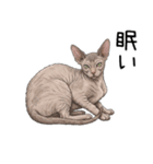 汎用コーニッシュレックススタンプ2（個別スタンプ：1）