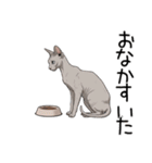 汎用コーニッシュレックススタンプ2（個別スタンプ：2）