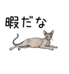 汎用コーニッシュレックススタンプ2（個別スタンプ：3）