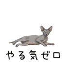 汎用コーニッシュレックススタンプ2（個別スタンプ：4）