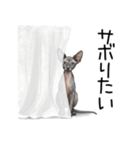 汎用コーニッシュレックススタンプ2（個別スタンプ：6）