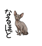 汎用コーニッシュレックススタンプ2（個別スタンプ：10）