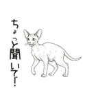 汎用コーニッシュレックススタンプ2（個別スタンプ：14）