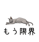 汎用コーニッシュレックススタンプ2（個別スタンプ：16）