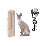 汎用コーニッシュレックススタンプ2（個別スタンプ：19）