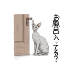 汎用コーニッシュレックススタンプ2（個別スタンプ：22）