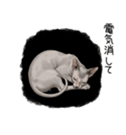 汎用コーニッシュレックススタンプ2（個別スタンプ：25）