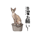 汎用コーニッシュレックススタンプ2（個別スタンプ：26）