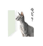汎用コーニッシュレックススタンプ2（個別スタンプ：28）