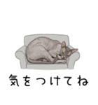 汎用コーニッシュレックススタンプ2（個別スタンプ：29）
