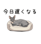 汎用コーニッシュレックススタンプ2（個別スタンプ：30）
