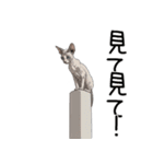 汎用コーニッシュレックススタンプ2（個別スタンプ：36）