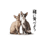 汎用コーニッシュレックススタンプ2（個別スタンプ：37）