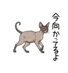 汎用コーニッシュレックススタンプ2（個別スタンプ：38）