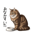 ノルウェージャンフォレストcatスタンプ2（個別スタンプ：2）