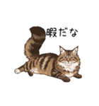 ノルウェージャンフォレストcatスタンプ2（個別スタンプ：3）