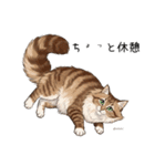 ノルウェージャンフォレストcatスタンプ2（個別スタンプ：5）