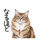 ノルウェージャンフォレストcatスタンプ2（個別スタンプ：10）
