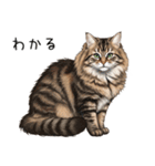 ノルウェージャンフォレストcatスタンプ2（個別スタンプ：13）