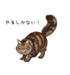 ノルウェージャンフォレストcatスタンプ2（個別スタンプ：20）
