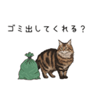 ノルウェージャンフォレストcatスタンプ2（個別スタンプ：24）