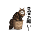 ノルウェージャンフォレストcatスタンプ2（個別スタンプ：26）