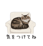 ノルウェージャンフォレストcatスタンプ2（個別スタンプ：29）