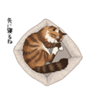 ノルウェージャンフォレストcatスタンプ2（個別スタンプ：34）