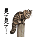 ノルウェージャンフォレストcatスタンプ2（個別スタンプ：36）