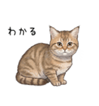 汎用シムリックスタンプ2（個別スタンプ：13）