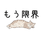 汎用シムリックスタンプ2（個別スタンプ：16）