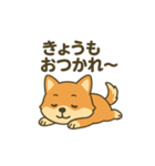 ♡しばまるのひとこと♡（個別スタンプ：1）
