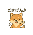 ♡しばまるのひとこと♡（個別スタンプ：13）