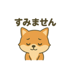 ♡しばまるのひとこと2♡（個別スタンプ：16）