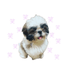 おこげと笑吉 3（個別スタンプ：3）