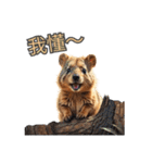 愛らしいクオッカ5（簡体字）（個別スタンプ：13）