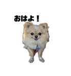 愛犬ラテのスタンプ②（個別スタンプ：1）