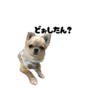 愛犬ラテのスタンプ②（個別スタンプ：2）