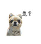 愛犬ラテのスタンプ②（個別スタンプ：3）