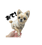 愛犬ラテのスタンプ②（個別スタンプ：4）