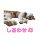 猫ズ1（個別スタンプ：1）