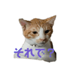 猫ズ1（個別スタンプ：4）