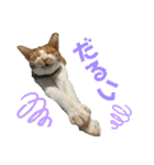 猫ズ1（個別スタンプ：5）