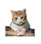 猫ズ1（個別スタンプ：6）