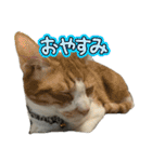 猫ズ1（個別スタンプ：7）