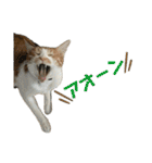 猫ズ1（個別スタンプ：8）